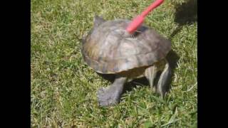 tortoise is dancing at satisfaction REMIX