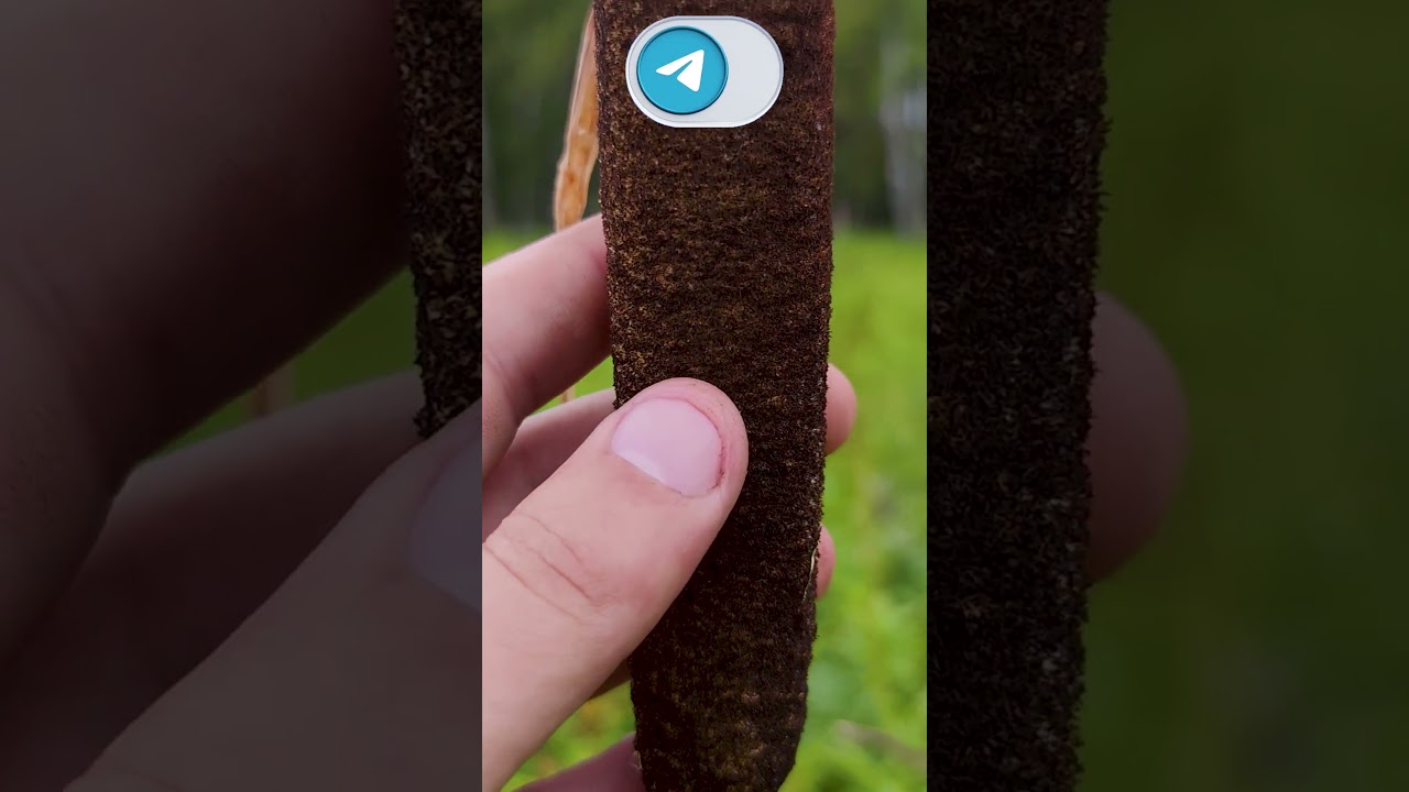 Рогоз: жизнь на болоте.🧐 