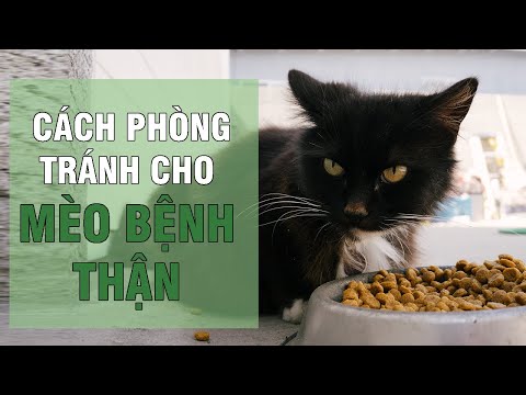 Video: Có Nhiều Hơn Một Lựa Chọn để Nuôi Mèo Bị Bệnh Thận Mãn Tính