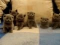 Scottish fold kittens