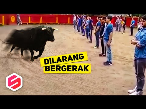 Video: Mengapa mereka melakukan lari banteng di spanyol?