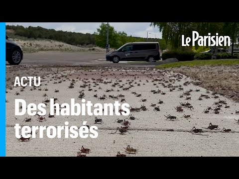Vidéo: Invasion de criquets dans toute la Russie