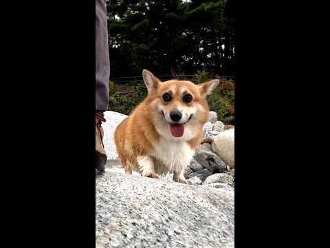 河原歩きを楽しむコーギー / A happy corgi having fun on the riverbed #shorts