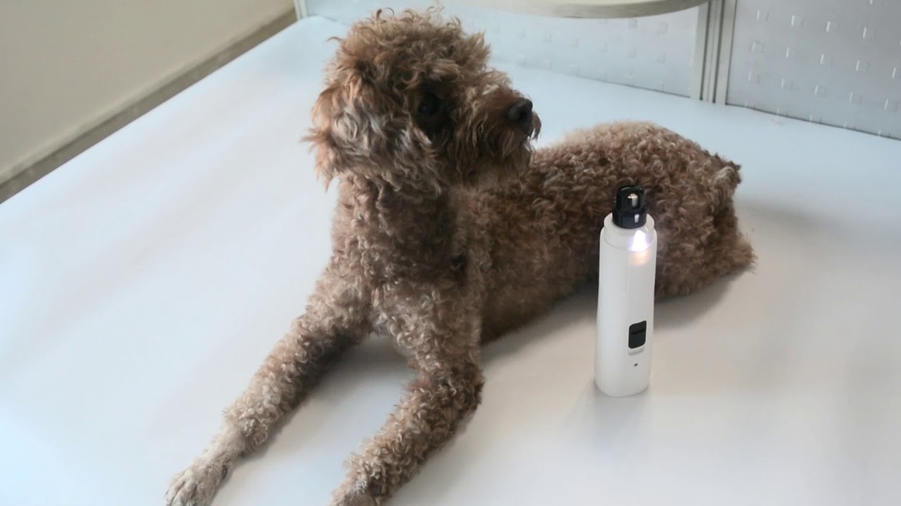 Casfuy Dog Nail Grinder with LED Light Upgraded 2Speed Electric Pet