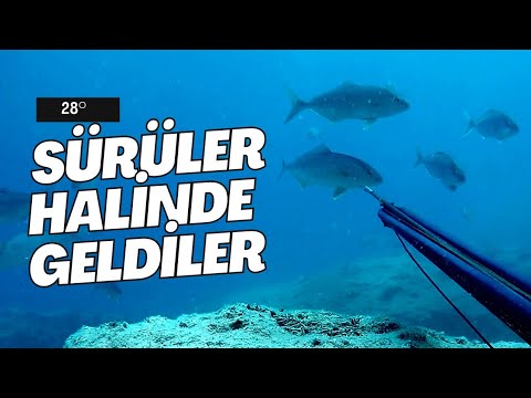 AKYA SÜRÜSÜ ÜZERİME GELDİ ZIPKIN AVI MACERAM Spearfishing Zıpkınla balık avı