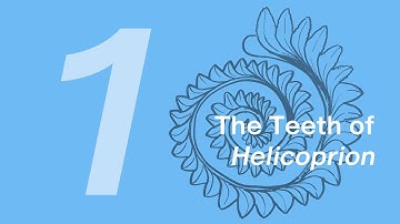 Haylee the Helicoprion 1: The Teeth | Learn to Draw Marine Animals with ZHAO Chuang