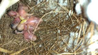 Java finch babies 2018 - Day 4