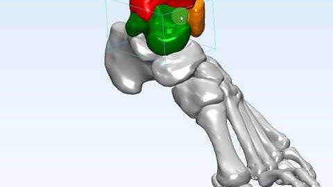 3D Foot