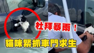 杜拜大淹水！賓士貓泡水中抓車門求生😭警開小艇暖心救援Cat clings to car door to escape flooding in Dubai｜寵物動物｜貓咪｜暖聞