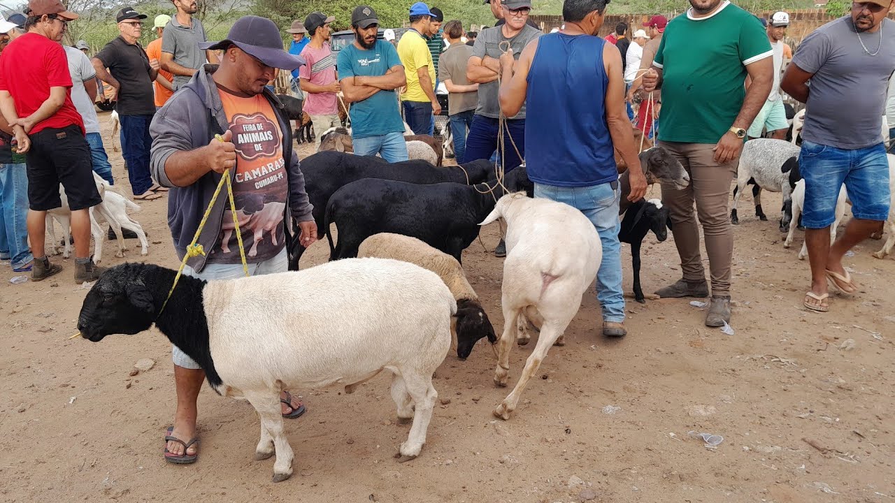 Feira de Animais da Vila do jerimum,Taquaritinga do Norte Pernambuco 15/02/2026.