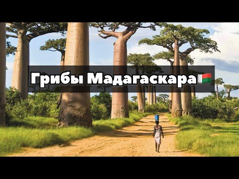 Mushrooms of Madagascar🇲🇬. The most challenging silent hunt of your life!