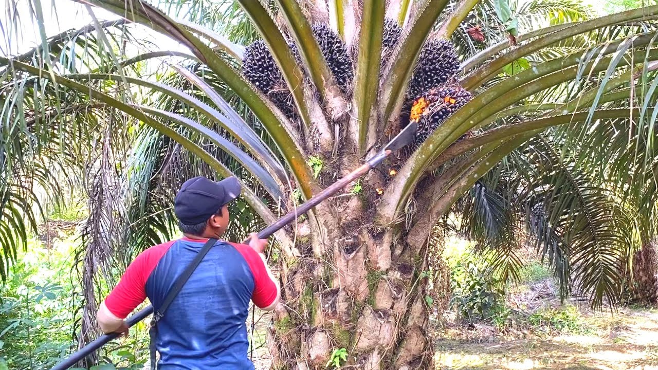 PANEN SAWIT PPKS SIMALUNGUN‼️KURANG LEBIH 20 HARI TANPA HUJAN MASIH BANYAK BUAH