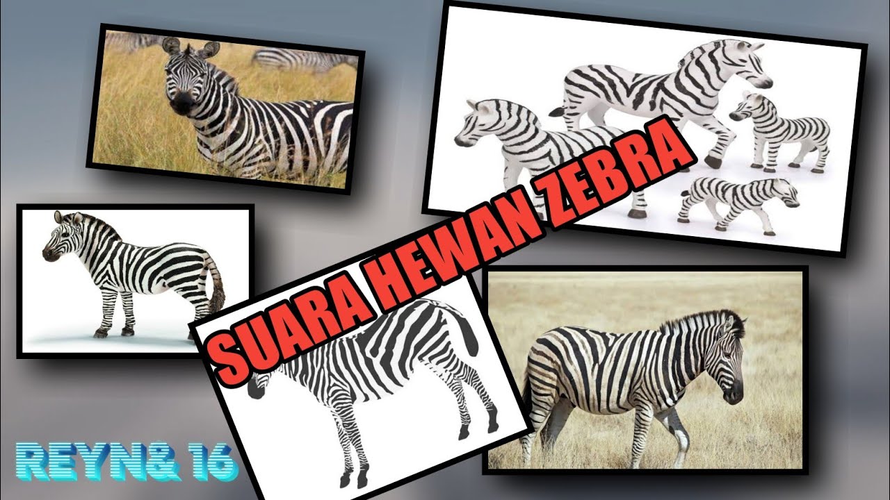  Suara  Hewan  Zebra di  Alam Liar YouTube