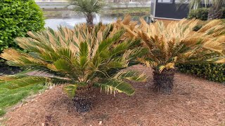 Bethany Beach Delaware Palm Trees Spring 2024