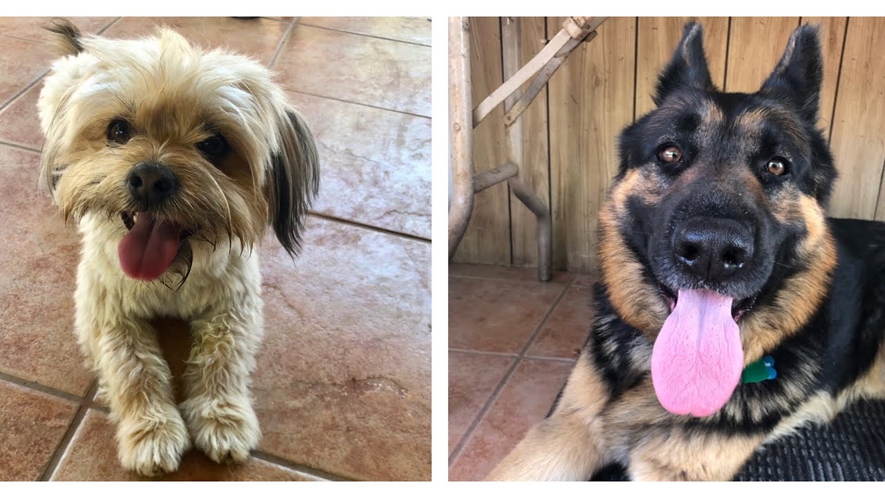 Introducing our Family Dogs and Socializing/Training Journey