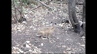 Заяц попавший в объектив фотоловушки