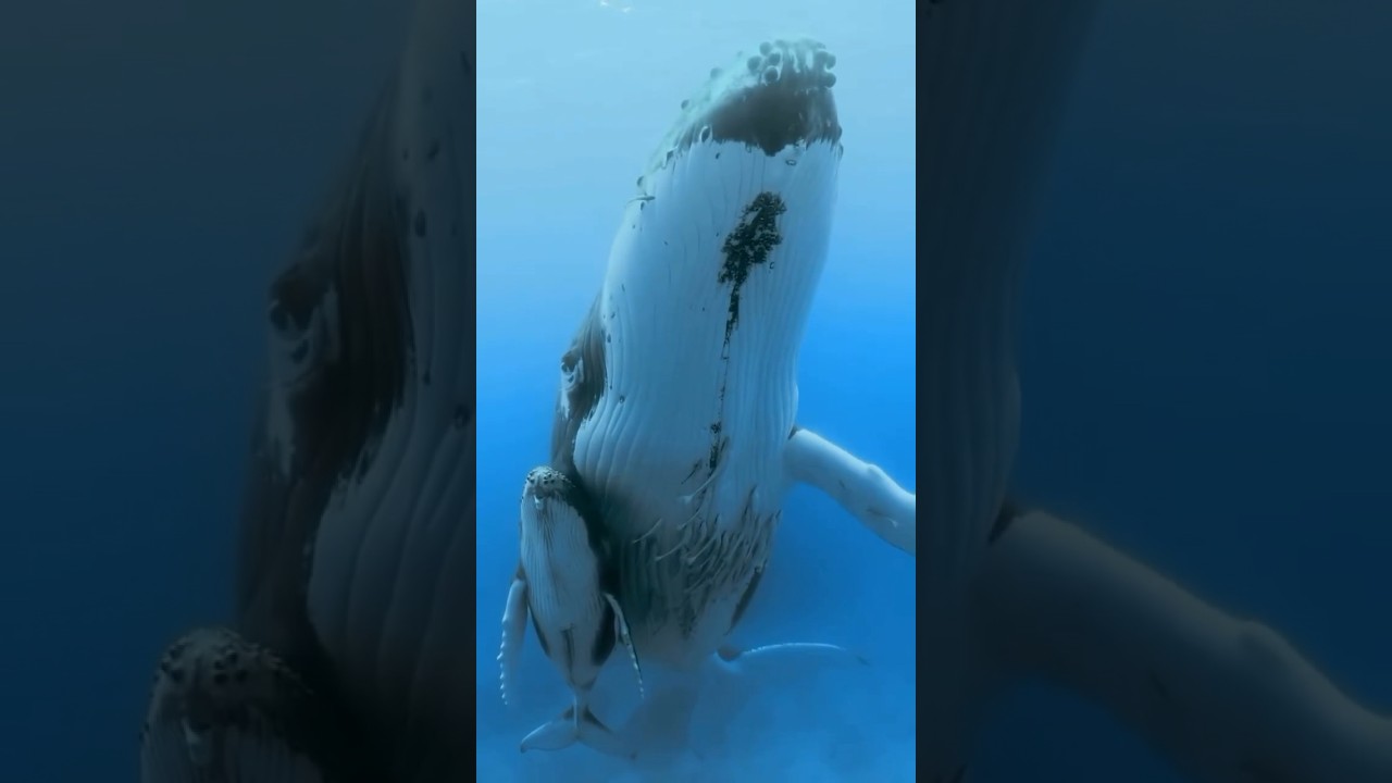 🔉 Mamma megattera e il suo piccolo comunicano attraverso suoni particolari 🐋 | Video by Sealegacy