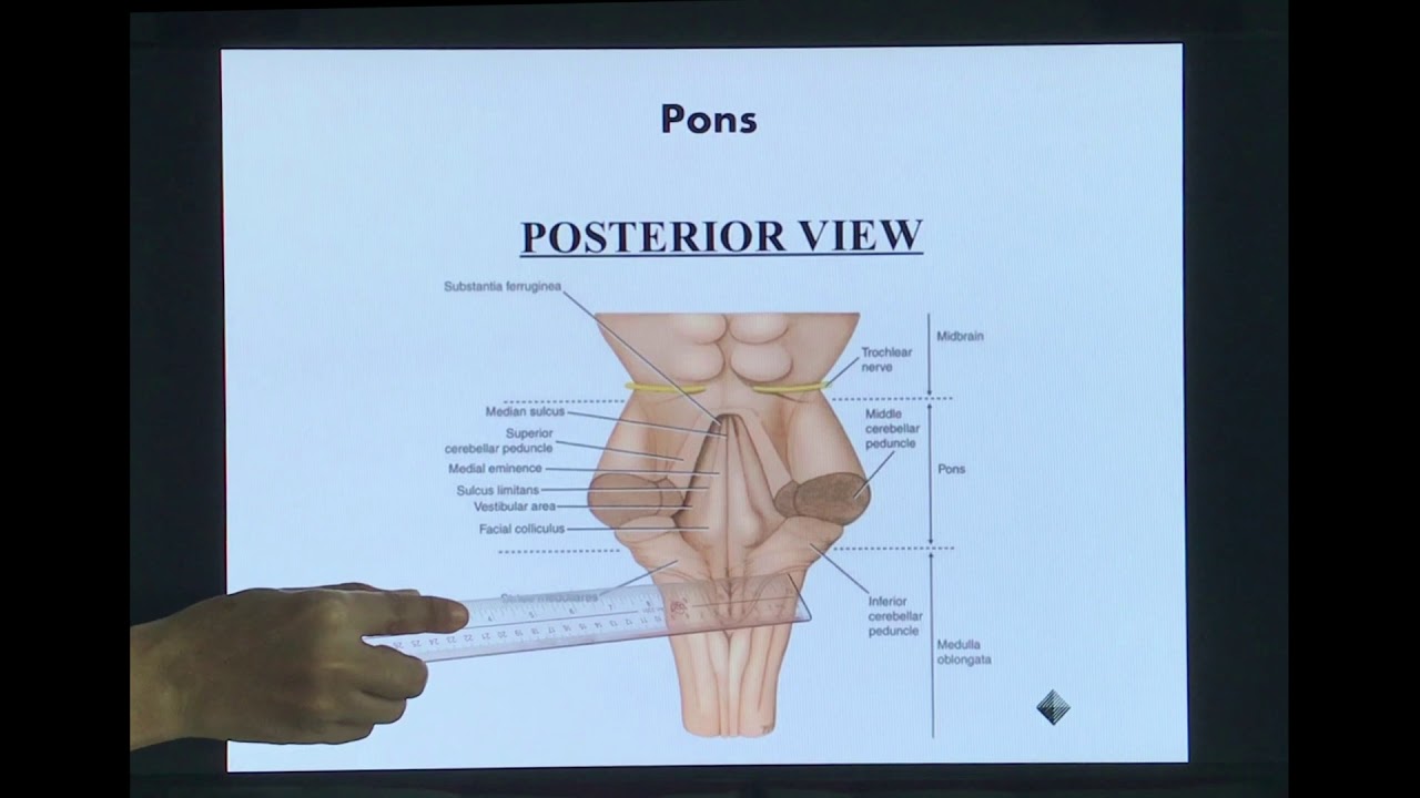 Define Pons Neuroanatomy of Brain stem Part 2: Pons/ Neuroanatomy of the Pons ...