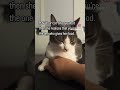 #beginner#cat#yourcat#pets#viralvideo#followmyjourney#leila#cat#catshorts