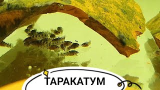 Нерестовики и Таракатум