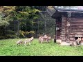 Wolves waiting for food the tension grows 🐺Волки ждут еду напряжение растёт 🐺