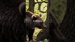 El mayor robledal de España está en Asturias 🌳