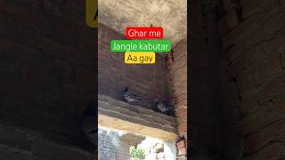 Jangle kabutar aa gay #viral #minivlog #vlog