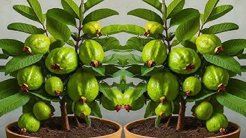 LIVE🔴 🌿How to Grow a Guava Tree from Air Layering at Home: Step-by-Step Guide (Live Q&A)