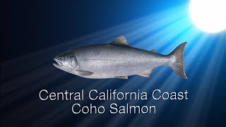 Species in the Spotlight: Central California Coast Coho Salmon