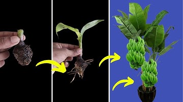 Unique Skill How to grow banana tree from banana root || Trees are made from banana leaves