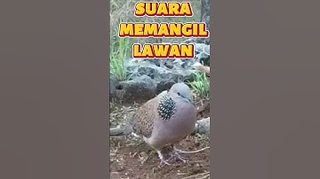 Suara tekukur memanggil lawan di tanah #platm #suaratekukur #tekukurmemanggil#tekukurgacor #tekukur