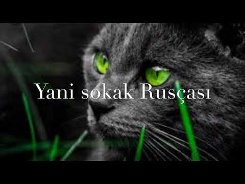 Rusca kelimeler - argo slang jargon sokak rusçası