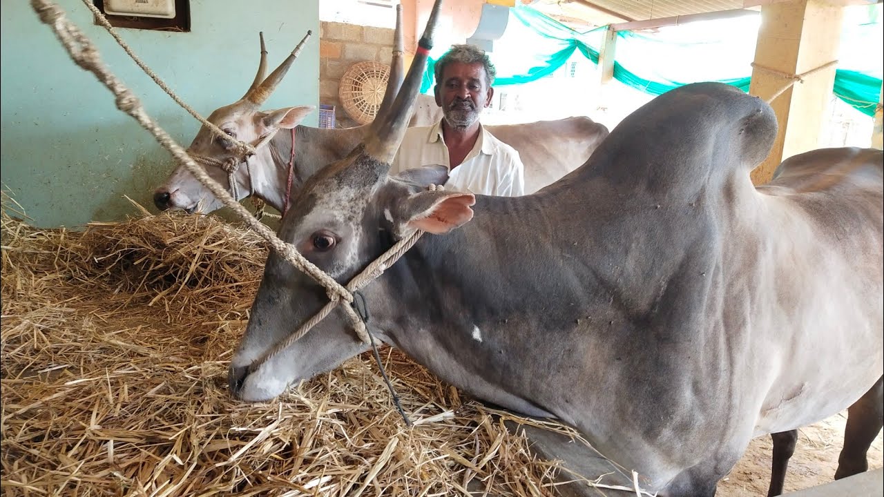 Brand basti hori son and Breeder Rajanna