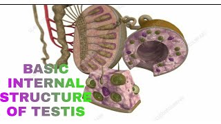 internal structure of testis basics by Dr Vikas
