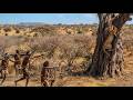 Hardship and Survival in the African Wilderness — The Hadzabe Tribe and their Challenging Hunt