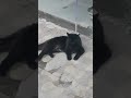 Black cat dangerous look #Cat #Animals #Dangerous