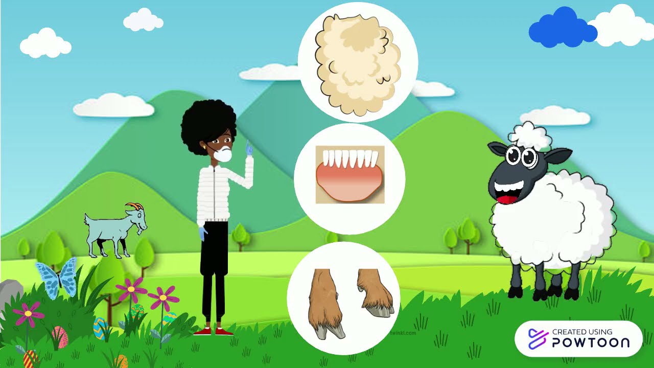 - التكيف عند الخروف الصف الثالث