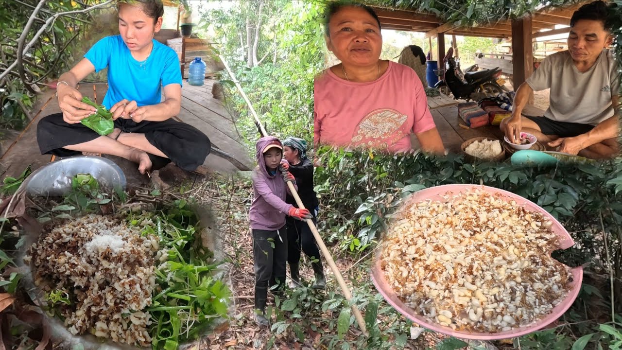 ຫມົກໄຂ່ມົດແດງ//หมกไข่มดแดง