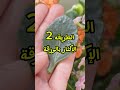 إكثار الكلانشو بطريقتين بالعقل وبالورقة مع نتيجة الإكثار نباتاتي كلانشو إكثار 