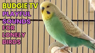 Budgie TV: Happy Playful Budgie Sounds for Lonely Birds