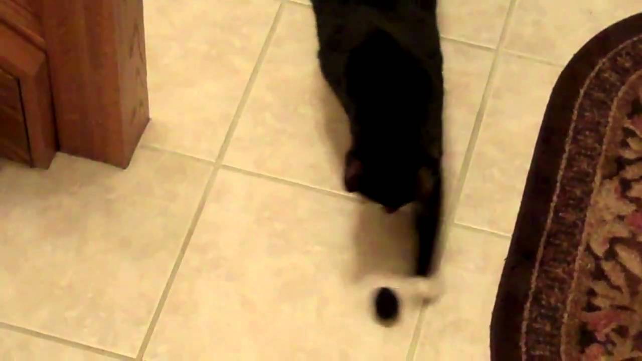 Cat making weird meows YouTube