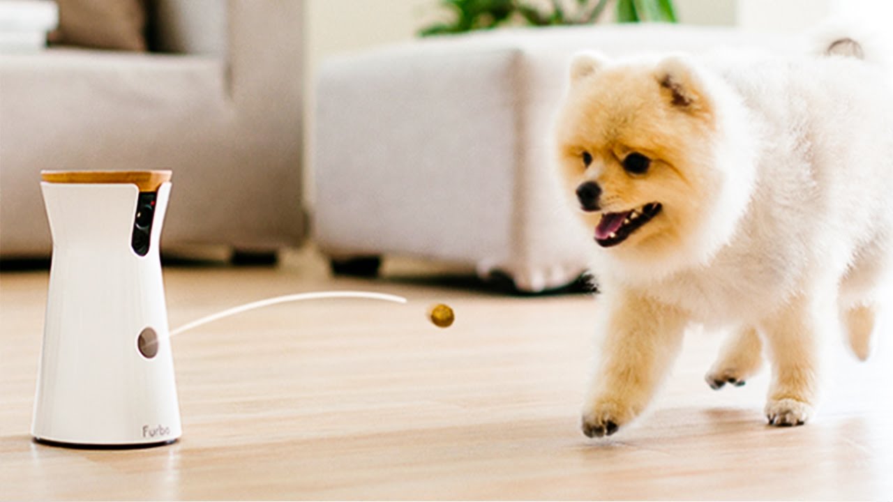 The best inventions of the future for dogs and cats The best inventions of the future for dogs and cats