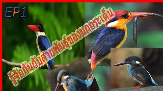 รู้จักกับสายพันธุ์ของนกกระเต็นที่สามารถพบเห็นได้ในไทย #เสียงปักษา