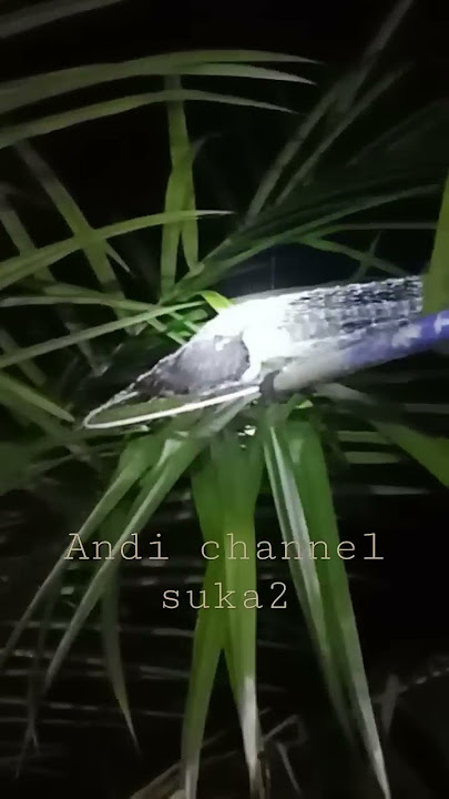 tangkap burung ruak ruak pakai tanggok.