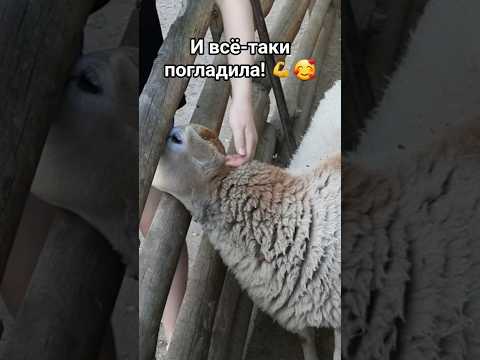 Маленькая победа над страхом! ❤️ #животные #зоопарк #овечка #милота #детиивзрослые #забавныймомент