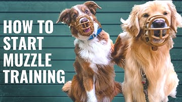 Dog Muzzle Training and Conditioning