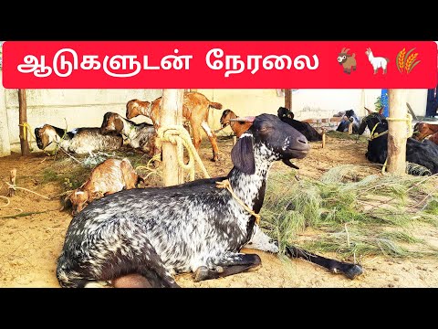 ஆடுகளுடன் நேரலை🦙🚜🐄🌾 @aadhiraimsyworld