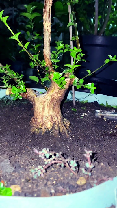 Sancamg small hasil cutting #dangdut #dangdutkoplo #bonsai #sancang #bonsaitree #gardening #plants