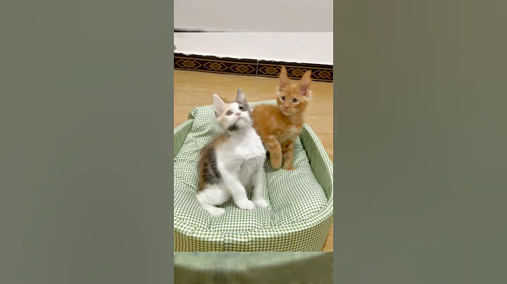 Watch the video about Mainecoon kitten with big ears and Lynx hair #mainecooncat #mainecoon #mainecoonkitten #cat