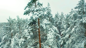 Nhạc Nhẹ Cho Giấc Ngủ Và Khu Rừng Tuyết Rơi 4K